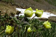 34 Pulsatilla alpina sulfurea in bocciolo